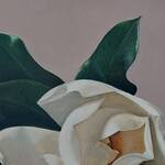 Bild: 3 Colle - magnolia con foglie giganti 50x60