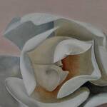 Bild: 4 Colle - magnolia con sfondo rosa chiaro 40x50
