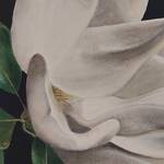 Bild: 5 Colle - magnolia con sfondo nero 60x50