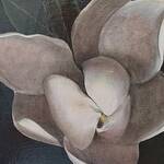 Bild: 7 Colle - magnolia con sfondo nero 50x50