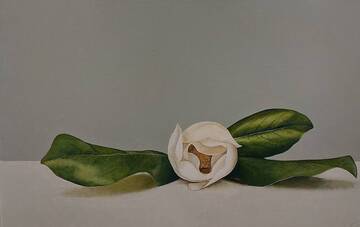 Bild: 8 Colle - magnolia con foglia oblunghe 30x50