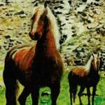 Bild: Caliari Giulio - cavalli al pascolo Austria