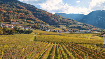 MONTAN WIRD ZU MONTAN AN DER WEINSTRASSE