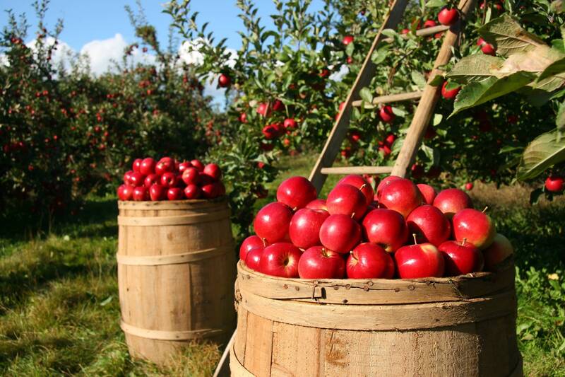 UNTERSTÜTZUNG FÜR DIE LANDWIRTSCHAFT: DIE REGION STELLT MITTEL FÜR BETRIEBE IN UNGÜNSTIGEN LAGEN BEREIT