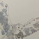 Bild: Puecher - Edvige, la civetta delle nevi