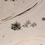 Bild: Puecher - In my Winter Tale