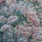 Bild: Begonia in fiore